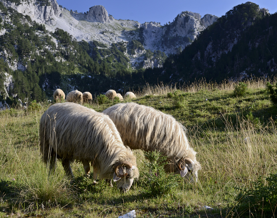 Pastorale - vt formt