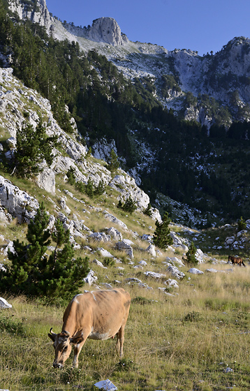 Pastorale - men formt