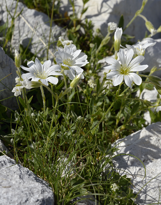 Cerastium - larger format