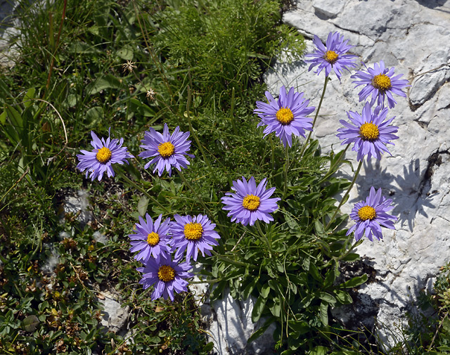 Alpine Aster - smaller format