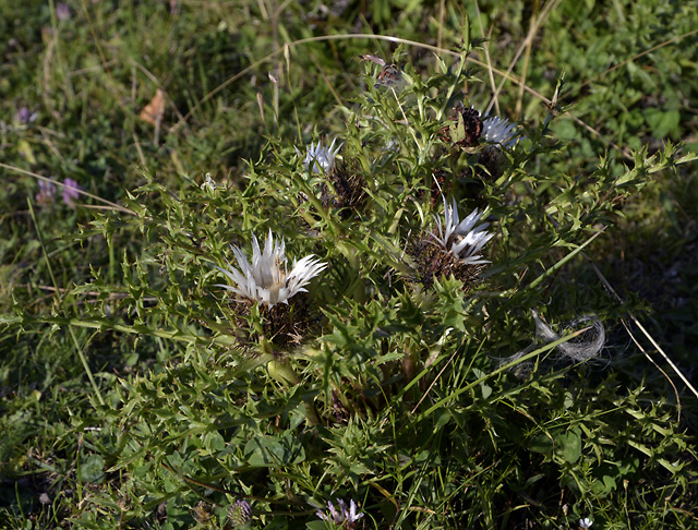 Thistle - smaller format