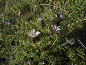 Thistle - main link