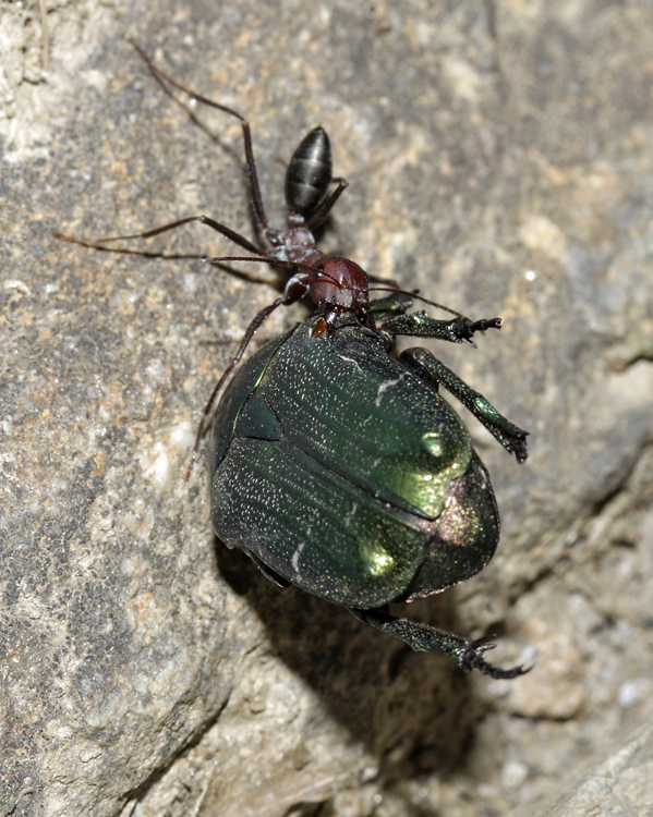 Silák mravenec - větší formát