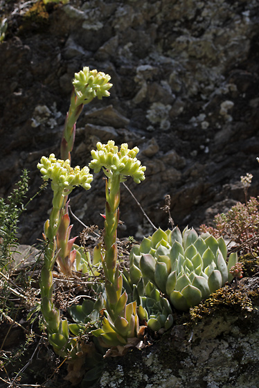 Sempervivum - smaller format