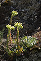 Sempervivum - main link
