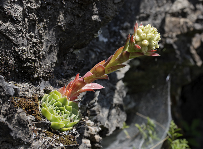 Sempervivum - smaller format