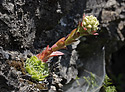 Sempervivum - main link