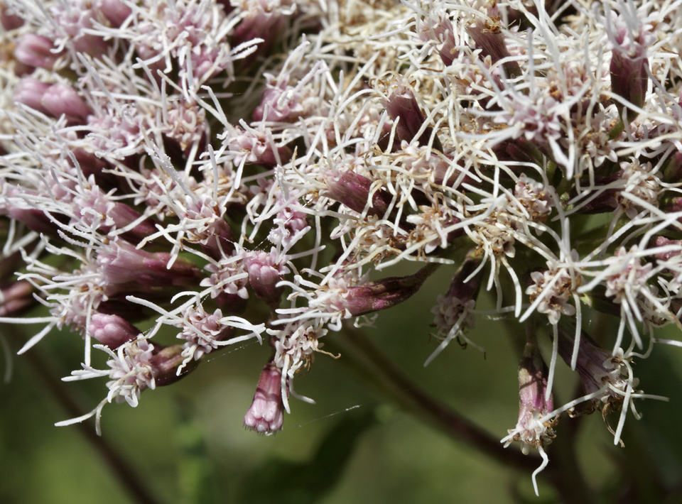 Hemp-agrimony - larger format