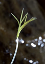 Cave flora - main link