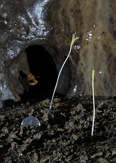 Cave flora - smaller format