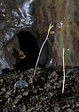 Cave flora - main link