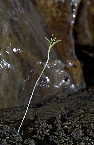 Cave flora - smaller format