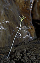 Cave flora - main link