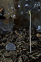 Cave flora - main link