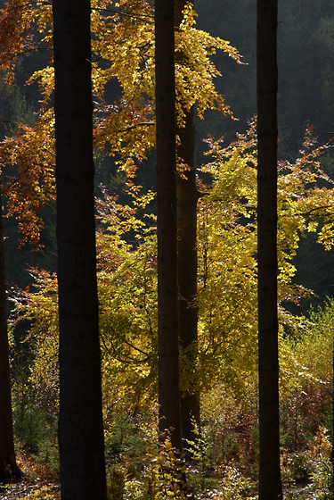 Backlight - smaller format