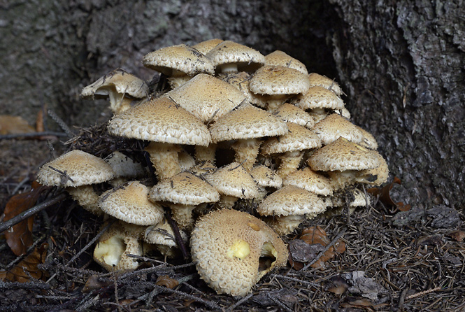 Shaggy Pholiota - smaller format