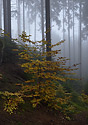 Autumn in rocks - main link