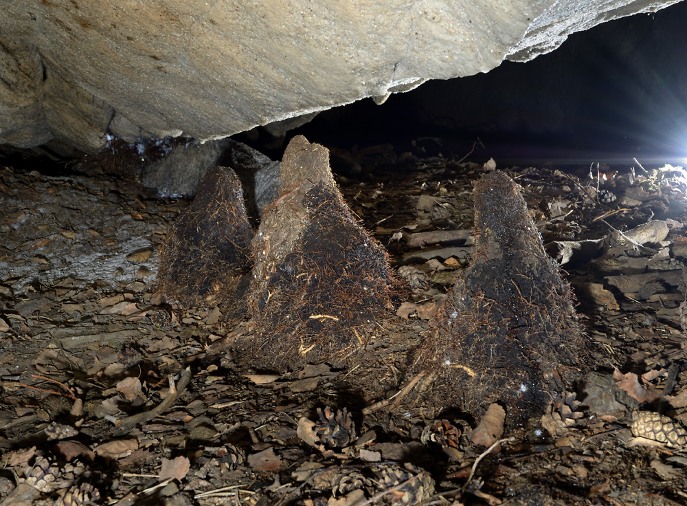 Kořenové stalagmity - větší formát