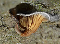 Mushroom - main link
