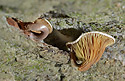 Mushroom - main link