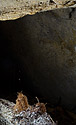 Root stalagmites - main link