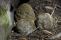 Root stalagmites - main link