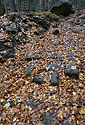 Autumn in rocks - main link