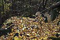 Autumn in rocks - main link