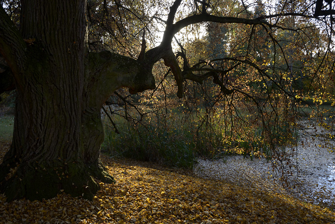 In the park - smaller format