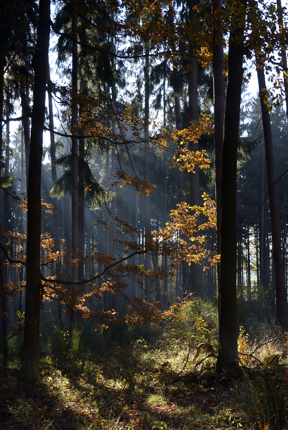 Podzim v lese - větší formát