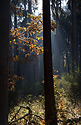 Podzim v lese - hlavní odkaz