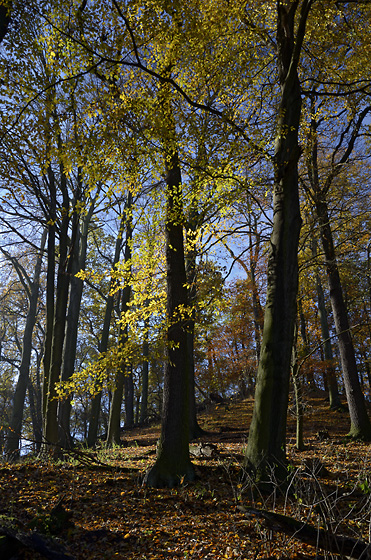 "Straus Hill" - smaller format