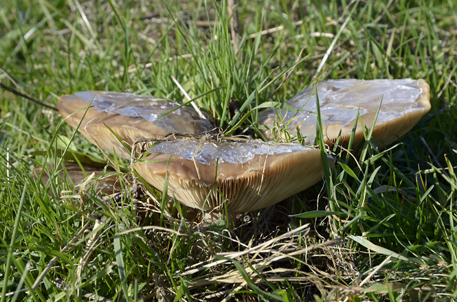 Field blewits - smaller format