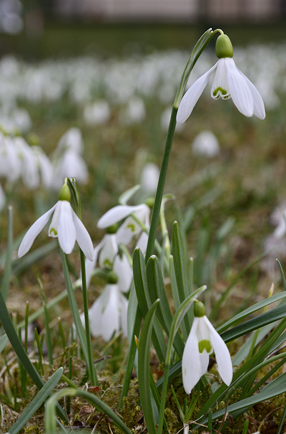 Snowdrops - larger format