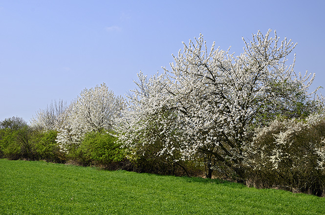 Cherry trees in blossom - smaller format