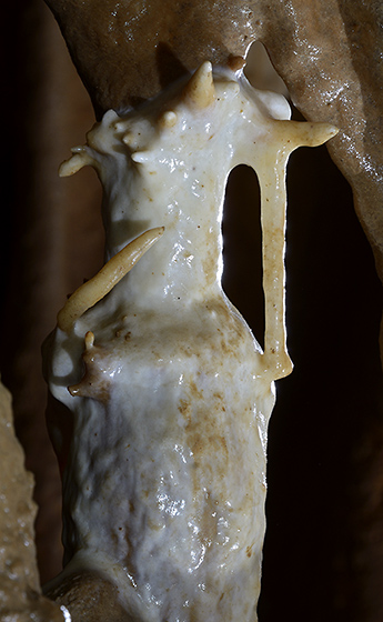 Head of "Svantovt" - smaller format