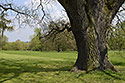 In the castle park - main link