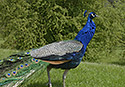 Peacock - main link