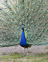 Peacock - main link