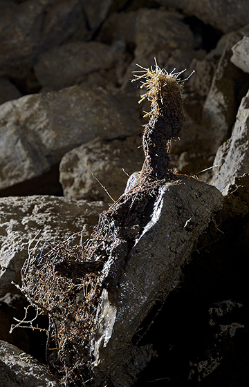 Root stalagmite - smaller format