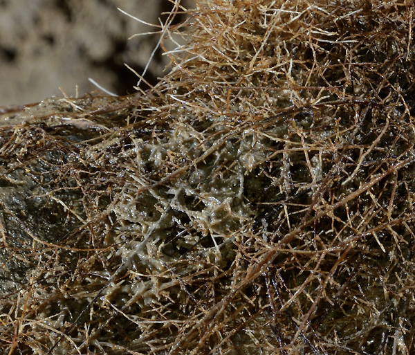 Root hair - smaller format