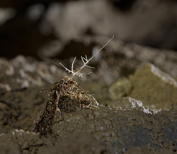 Root stalagmite with an aerial - smaller format