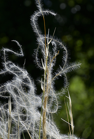 Hairs - smaller format