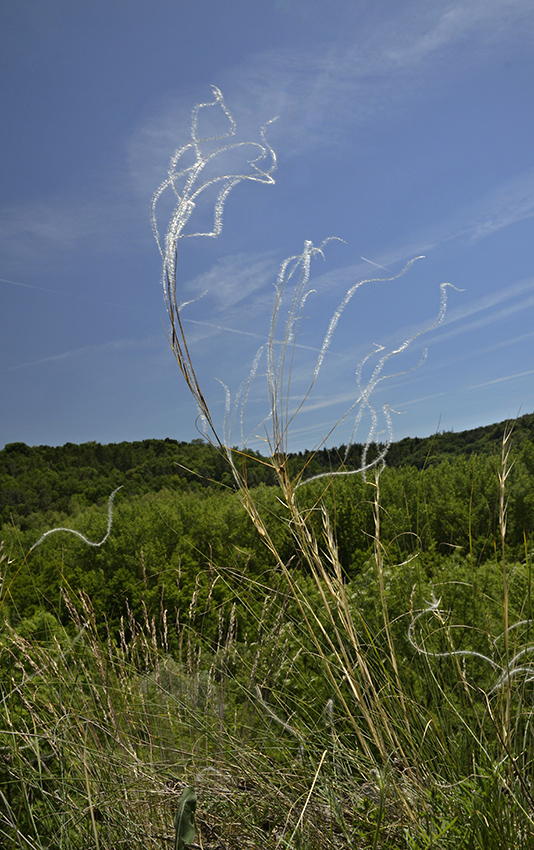 Feather grass - larger format