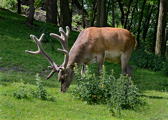 Deer - smaller format