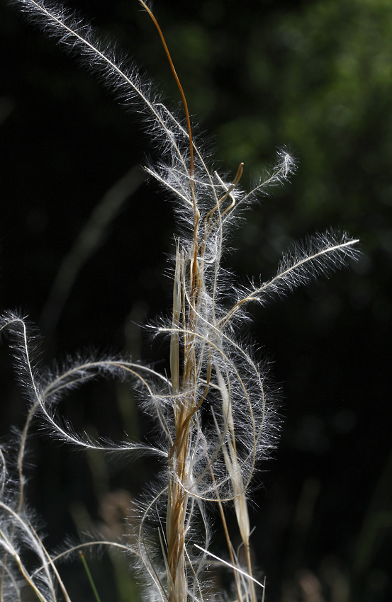 Hairs - larger format