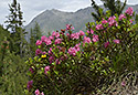 Rhododendron - hlavn odkaz