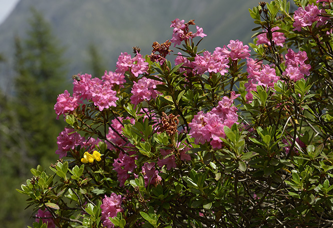 Rhododendron - men formt