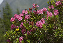 Rhododendron - hlavní odkaz