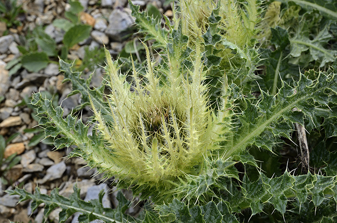 Cirsium spinosissimum - smaller format